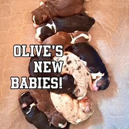 Miniature Australian Shepherd puppies from Panhandle Australian Shepherds