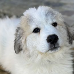 Great Pyrenees from Sapphire Valley Great Pyrenees