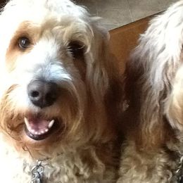 Goldendoodles from Jeannie Stream's Goldendoodles