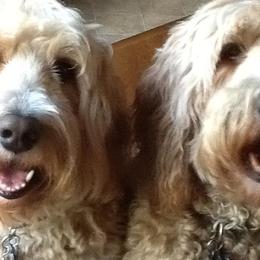 Goldendoodles from Jeannie Stream's Goldendoodles