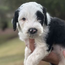 Blue Girl - Black and white Sheepadoodle puppy in Bristol, Tennessee from East Tennessee Sheepadoodles