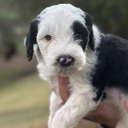 Blue Girl - Black and white Sheepadoodle puppy in Bristol, Tennessee from East Tennessee Sheepadoodles