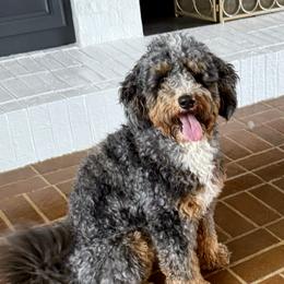Bodhi - Bernedoodle