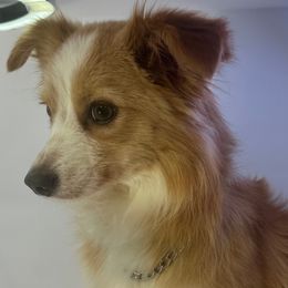 Mason - Toy Australian Shepherd