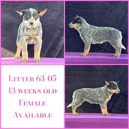 L63-05 - Blue female Australian Cattle Dog puppy in Sheridan, Oregon from 6pk Cattledogs