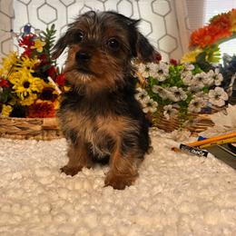 Buster - Black and tan male Yorkshire Terrier puppy in Elgin, South Carolina from Silver Bells Paw Prints