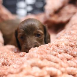 Lottie - Red female Dachshund puppy in Eaton, Ohio from Miniature Alphas Dachshunds