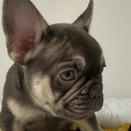 French Bulldogs from Gold Standard Frenchies