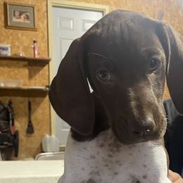 Girl 1 - Liver and white German Shorthaired Pointer puppy in Ellsworth, Minnesota from Zitzloff’s Pointers