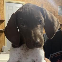 Girl 1 - Liver and white German Shorthaired Pointer puppy in Ellsworth, Minnesota from Zitzloff’s Pointers