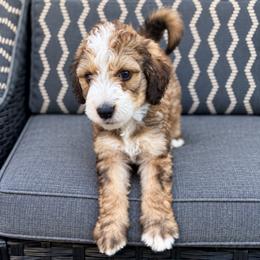 Poe - Brown and white male Bernedoodle puppy in Springville, Utah from Oodles of Bernedoodles