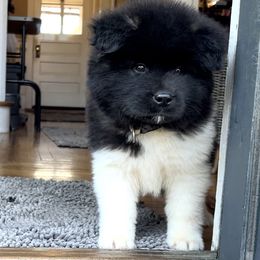 Boy 3 - Akita puppy in Coopersburg, Pennsylvania from Main Street Akitas
