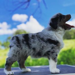 Australian Shepherd and Border Collie Puppies from Sun Up Kennels