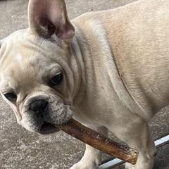 French Bulldogs from Windmere Frenchies and Persians