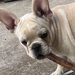 French Bulldogs from Windmere Frenchies and Persians