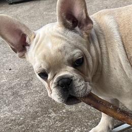 French Bulldogs from Windmere Frenchies and Persians