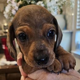 Dewey - Chocolate and tan male Dachshund puppy in Celina, Texas from Daisy's Doxies
