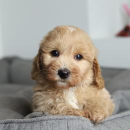 Blue - Cream male Australian Labradoodle puppy in Williamstown, New York from Lewis Manor Labradoodles
