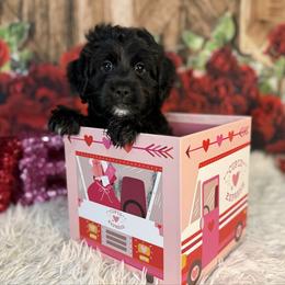 Romeo, Black collar - Black and white male Bernedoodle puppy in Lake Panasoffkee, Florida from Donnas Deluxe Doodles LLC