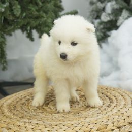 Samoyed Puppies from Desert Snow Samoyeds