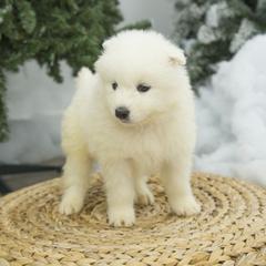 Samoyed Puppies from Desert Snow Samoyeds