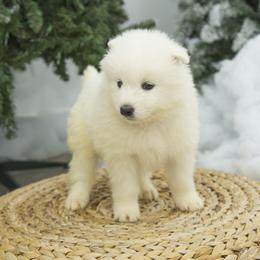 Samoyed Puppies from Desert Snow Samoyeds
