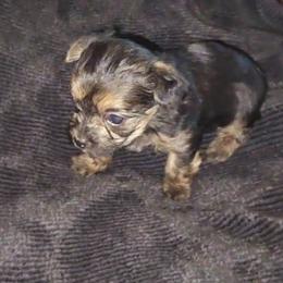 ACE - Black and tan male Yorkshire Terrier puppy in Palmdale, California from J Designer Puppies