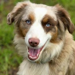 Disney - Miniature American Shepherd