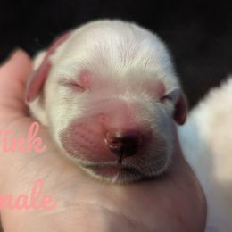 Golden Retriever Puppies from Heckmans English Cream Golden Retrievers