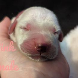 Golden Retriever Puppies from Heckmans English Cream Golden Retrievers