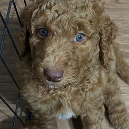 Olivia - Red  female Poodle puppy in Clearwater, Florida from Poodle Majesty
