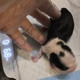 Girl 6 - Black and white female Boston Terrier puppy in Millers Creek, North Carolina from Tumbling Shoals Hilltop Bostons