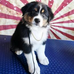 Barnum - Black tri-color male Australian Shepherd puppy in Kenton, Tennessee from Carrotwood Australian Shepherds