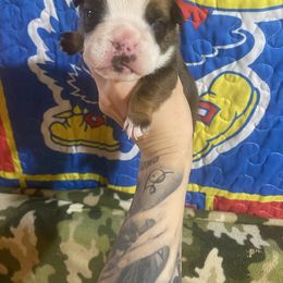 Rebel - Red male Bulldog puppy in Topeka, Kansas from Midwest Monster Made Bulldogs