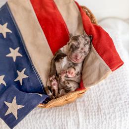 Whiskey - Merle male Goldendoodle puppy in Greencastle, Indiana from Willow & Co.