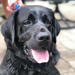 Labrador Retrievers from Wolfpack Labradors