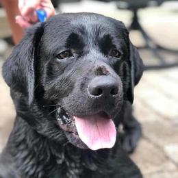 Labrador Retrievers from Wolfpack Labradors