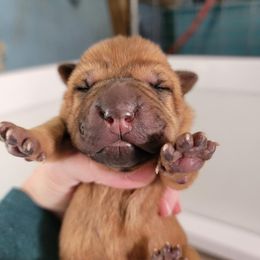 Chinese Shar-Pei Puppies from Shine Shar-Pei