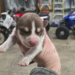 Suzuki - Red and white female Siberian Husky puppy in Bingham, Illinois from Siberian Instincts Kennel