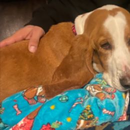 Basset Hounds from Jill Owens