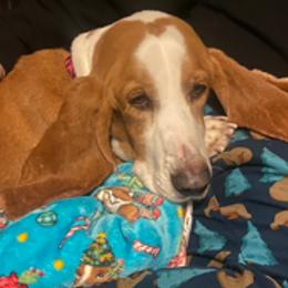 Basset Hounds from Jill Owens