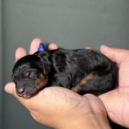 Blue Collar - Tri-color female Bernedoodle puppy in Palmetto Bay, Florida from SOMIDOODLES