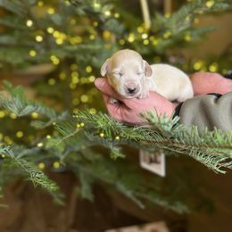 Boy 1 - Cream male Dachshund puppy in Walla Walla Valley, Oregon from English Cream Dachshunds