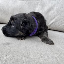 Girl 3 - female German Shepherd puppy in Liberty Hill, Texas from Liberty Shepherds
