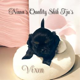 Vixen - Black and white female Shih Tzu puppy in Sacramento, California from NANA’S  QUALITY SHIH TZU'S