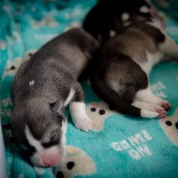 Siberian Husky Puppies from Ivie Huskies