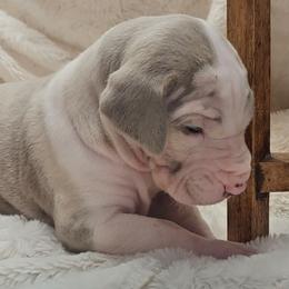 Eden - Silver female Great Dane puppy in Towaco, New Jersey from MommaDukes Danes