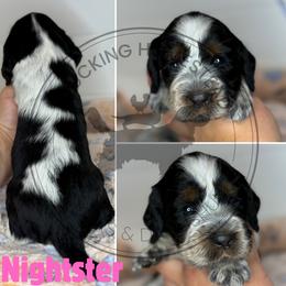 Nightster - Black white and tan female English Springer Spaniel puppy in Fond Du Lac, Wisconsin from Clucking Homestead Springers & Dachshunds