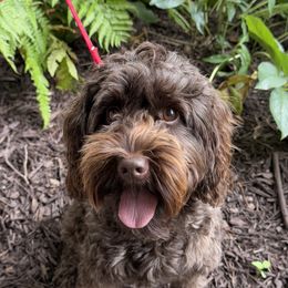 Sadie - Australian Labradoodle