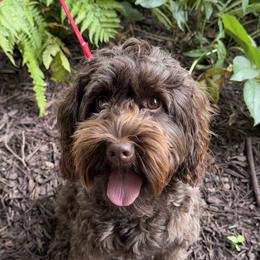 Sadie - Australian Labradoodle